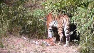 多摩動物公園アムールトラ_シズカの子育て