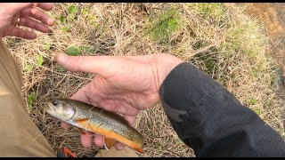 Pingree Park fishing in Beaver Creek