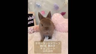 うさぎベビーちゃん♡【和泉本店】#shorts