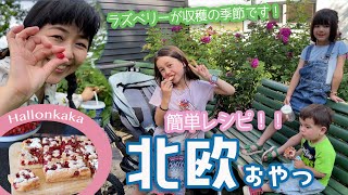 北欧はラズベリーの季節です🇸🇪 簡単ラズベリーケーキ🍓ハッロンカーカのレシピ