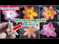 How to grow Rain / Zephyranthes Lily from Bulb - Cara Menanam Umbi Lili Hujan Import di Pot