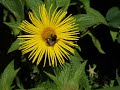 pushkarmool inula racemosa traditional uses therapeutic properties and health benefits