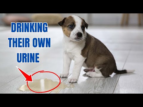 Do dogs react to human urine?