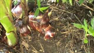 Harvest \u0026 How to Cook Queensland Arrowroot - Canna: Pan-fried.