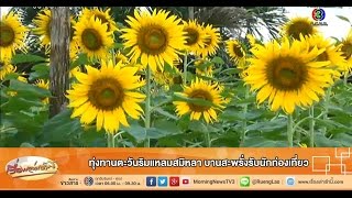 เรื่องเล่าเช้านี้ ทุ่งทานตะวันริมแหลมสมิหลา บานสะพรั่งรับนักท่องเที่ยว (31 ต.ค.57)