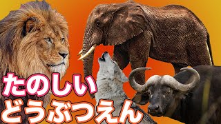 動物園へ行こう！いろんな どうぶつ 大集合♪動物の名前 を覚えよう★動く実写動画 ライオン ゾウ　スイギュウ ターキン オオカミ zoo animals