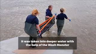 Stranded porpoise rescued at Norfolk beach