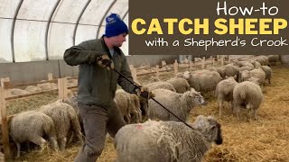 Shepherd's Crook. How to Catch a Sheep Using a Shepherd's Crook. Anne attempts to catch a sheep.