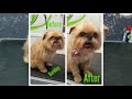 how to groom a brussels griffon