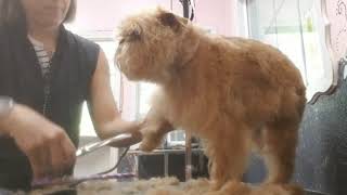 How to groom a Brussels Griffon