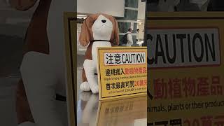 #狗狗 #狗 #犬 #dog #玩偶 #娃娃  #ぬいぐるみ #台灣 #機場 #桃園機場 #taoyuan #airport #桃園 #空港