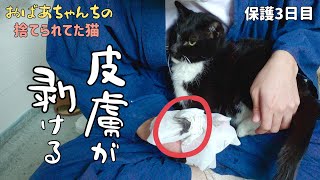 毛の汚れを拭いてたら皮膚が剥け、ただれてました【おばあちゃんの猫が捨てられてた】