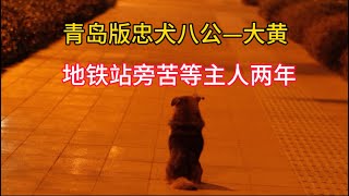 青岛版忠犬八公—大黄，在地铁站旁苦等主人两年。