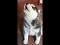 husky puppy howling