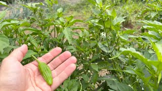 Padron Peppers and Why You Should Grow Them