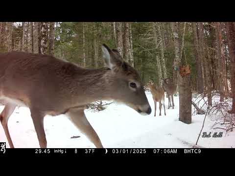 Trail Camera Captures Youtube