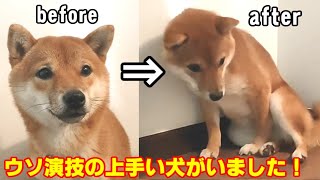 【絶対に騙されるな】本当は散歩に行きたいのに、行きたくないとウソをつく子犬がいた！