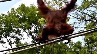 のんびり行くよ！　オランウータンのリキちゃんのスカイウォーク　　多摩動物公園