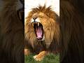 A Lion Yawns   Wincent   EeXkv #wildlife #nature #lion