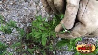 Milkweed Winter Pruning, Save the Monarchs