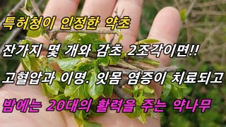 잔가지 몇 개만 달여 먹어도 고혈압·이명·잇몸의 피고름이 사라지고!! 밤에는 20대의 활력을 주는 약나무!!