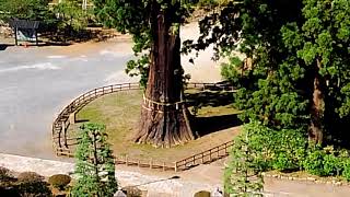 樹齢1000年の大杉　千葉県清澄寺境内