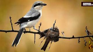 The real feathered Butcher, He's not afraid of anyone. The Shrike is in action!