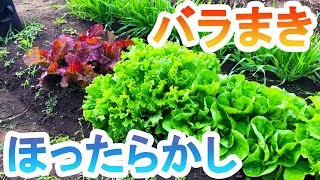 I grew leaf lettuce in my home garden.