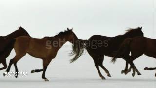 Two Steps from Hell - Starvation (horses)