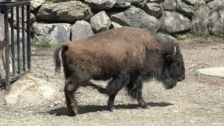 【４ｋ］盛岡動物公園2023アメリカバイソン