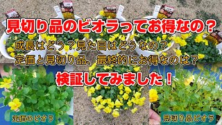 見切り品、徒長したビオラってお得なの？定価と見切り品、最終的にお得なのはどっち？検証してみました。