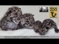 Newborn Clouded Leopard Cubs @ Nashville Zoo at Grassmere