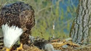 The mother eagle is responsible for feeding the chicks , and the father eagle decorate the nest