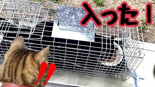 【TNR】黒猫がやっと捕獲器に入りました！！！