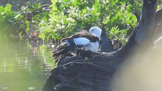 Radjah Shelducks,  Hervey Bay Qld