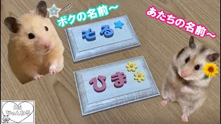 「ハムスター」表札を作ってみた!   ハムちゃん達の反応が可愛い。　　おもしろ動画  キンクマ　癒し 　ゴールデン