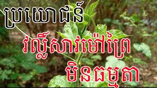 មកដឹងពីប្រយោជន៍វល្លិ៍សាវមៅព្រៃ Discover the benefits of Vine Sav Mao Prey