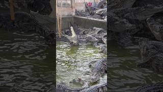 ក្រពើច្រើនណាស់#shortvideo #crocodile #youtubeshorts #youtube