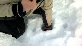 Taimen pilkillä Karasjoella Norjassa, Ice fishing trout in Karasjok, Norway.