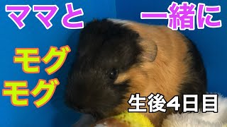 【モルモット】モグモグがかわいい❤️モルモットの赤ちゃん🐹(生後4日目\u00265日目)