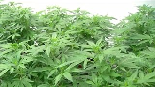 Canada legalizes recreational marijuana, expected to create $4B industry