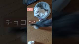 【パピー犬3ヶ月動画】行動的なポポと動きのないラテ　#マルチーズ　#マルポメ　#mix犬　#maltese 　#dog 　#mix 　#play 　#子犬　#こいぬ　#パピー犬　#Puppy　