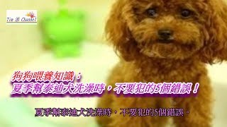 狗狗喂養知識：夏季幫泰迪犬洗澡時，不要犯的5個錯誤!