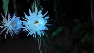 Nishagandhi flower blooming..Hyperlapse Video | Queen Of The Night Flower