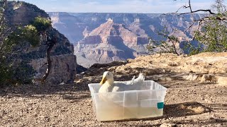 I took my duck to The Grand Canyon