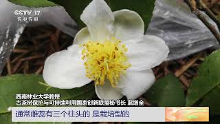 [中国三农报道]云南普洱：国际茶日 寻根世界“茶源”|农业致富经 Agriculture And Farming