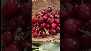 Cherry Harvest Fresh From Farm #satisfying #shortsvideo