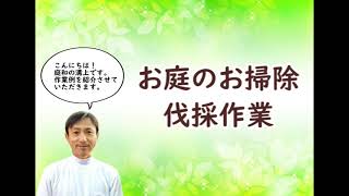 空き家のお庭のお掃除　伐採作業　～庭木のお手入れ～　立川市、国分寺市、国立市、府中市の植木屋