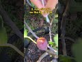 3 simple tricks to make figs ripe fast shorts 2022 garden tips growfood fruit