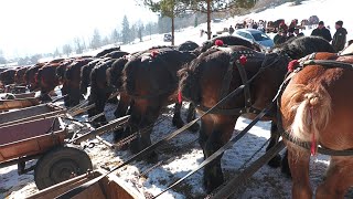 Parada cailor Câmpulung Moldovenesc - Bucovina 9 Februarie 2025 ep.2